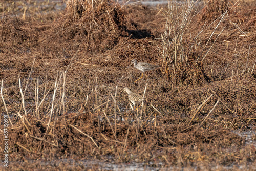 Yellowlegs Sandpipers forage in the grasses of the marsh