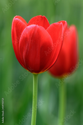 red tulips in the garden