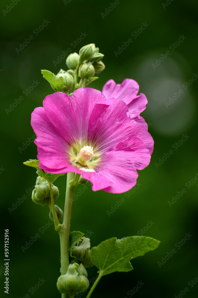 Fototapeta premium pink and white flower