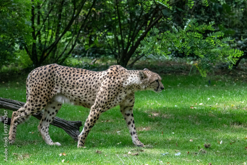 Guépard, acinonyx jubatus, de profil	