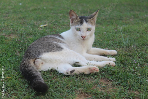 cat on the grass
