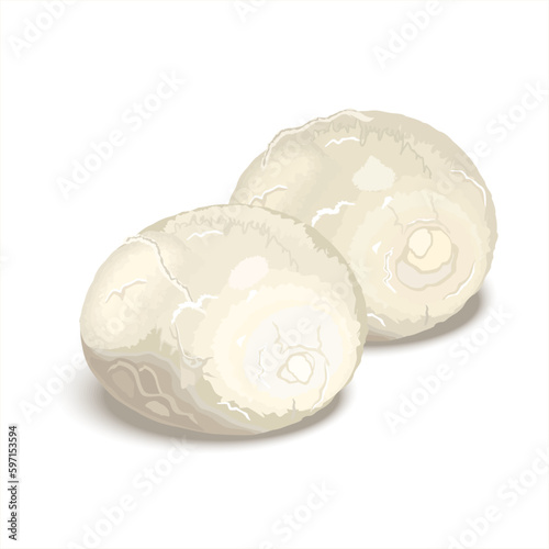 Round pieces of Italian mozzarella cheese.  Mozzarella soft cheese farm market product. Vector illustration for label, poster, icon, packaging isolated on white background.