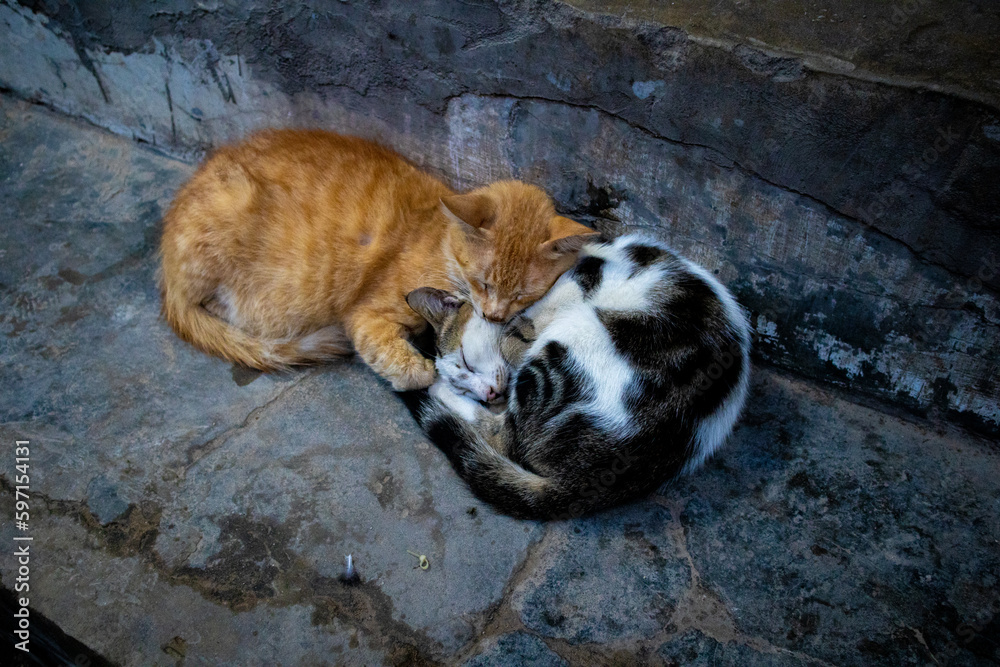 Naklejka premium cats sleep together