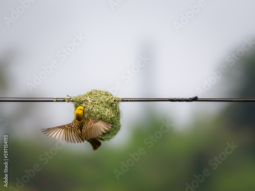 A  Baya Weaver (Ploceus philippinus) is Known for their ,hanging retort shaped nests woven from leaves