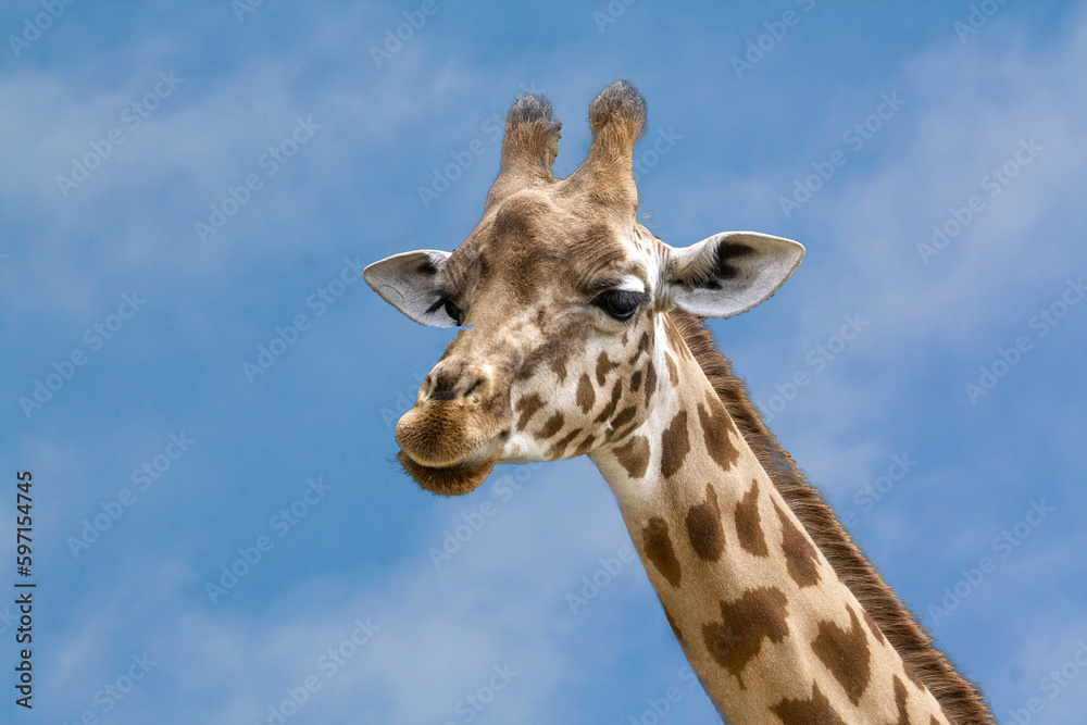 Tête de girafe d'Afrique en gros plan, de profil Tête de girafe d'Afrique en gros plan, de profil