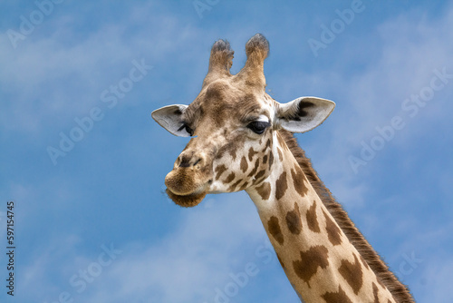 Tête de girafe d'Afrique en gros plan, de profil © guitou60