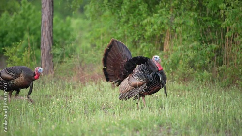 Wild Turkey (Meleagris gallopavo) gobblers. A pair of mature males strutting looking for a hen.  April in Georgia,  1/2 half natural speed