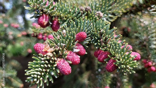 spruce tree in blossom at spring