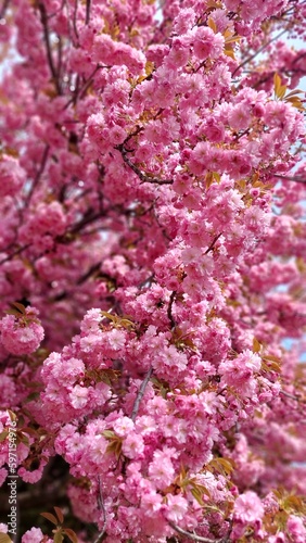 Soft focus Cherry blossoms, Pink flowers background.
