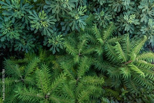 Full frame of green plants in nature