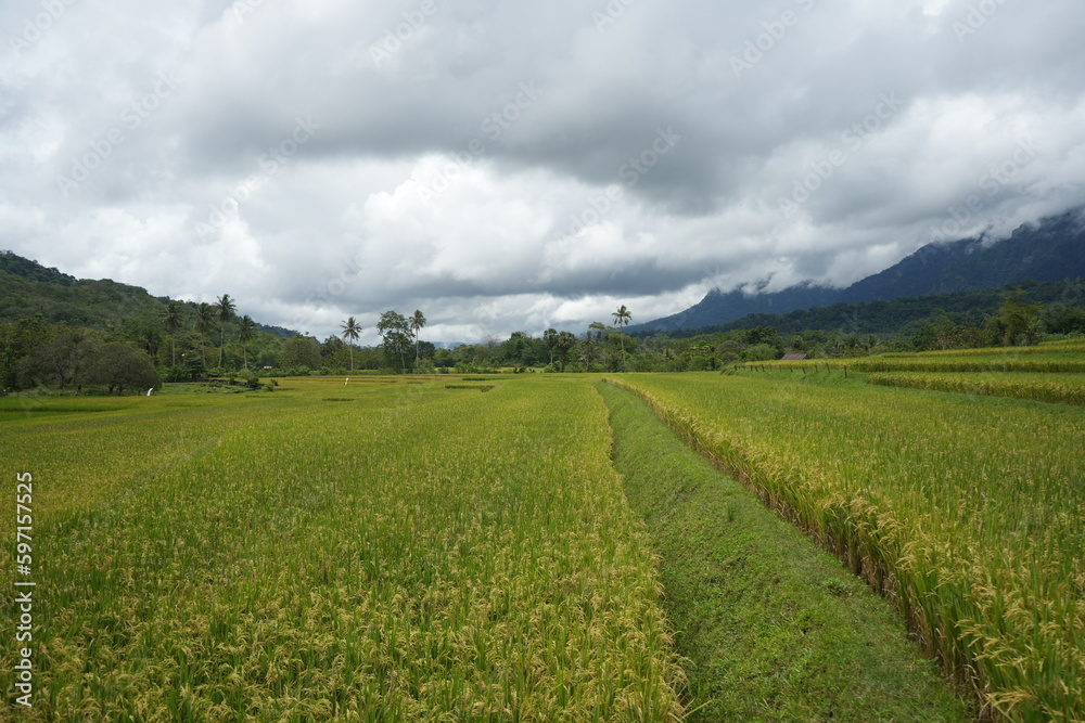 Paddy fields with yellow rice in rural Indonesia
