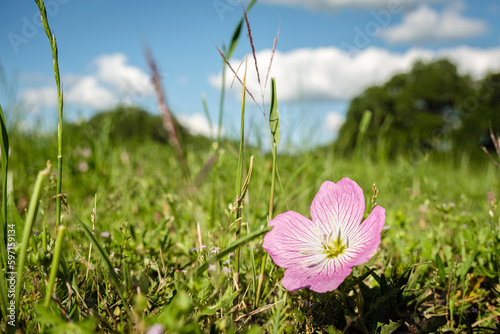 Pink Evening Primrose Flower isolated in a field under a blue cloudy sky. photo