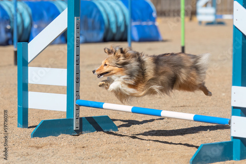 Shetland Sheepdog jumps over an agility hurdle on a dog agility course