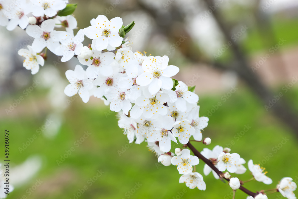 Close-up of a blossoming cherry branch against the background of green grass; background blurred Close-up of a blossoming cherry branch against the background of green grass; background blurred