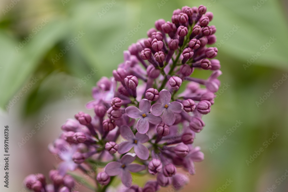 The Purple lilac, scientifically known as Syringa vulgaris, is a stunningly beautiful and fragrant flowering plant that is cherished for its ornamental value. The flowers bloom in clusters of small. The Purple lilac, scientifically known as Syringa vulgaris, is a stunningly beautiful and fragrant flowering plant that is cherished for its ornamental value. The flowers bloom in clusters of small.
