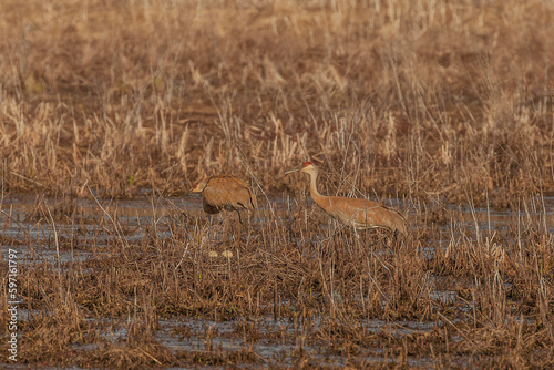Male Sandhill Crane joins his mate at the nest