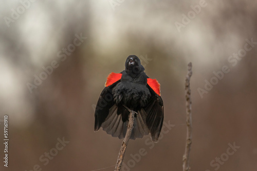 Male Red-winged Blackbird sings while perched on a plant stem