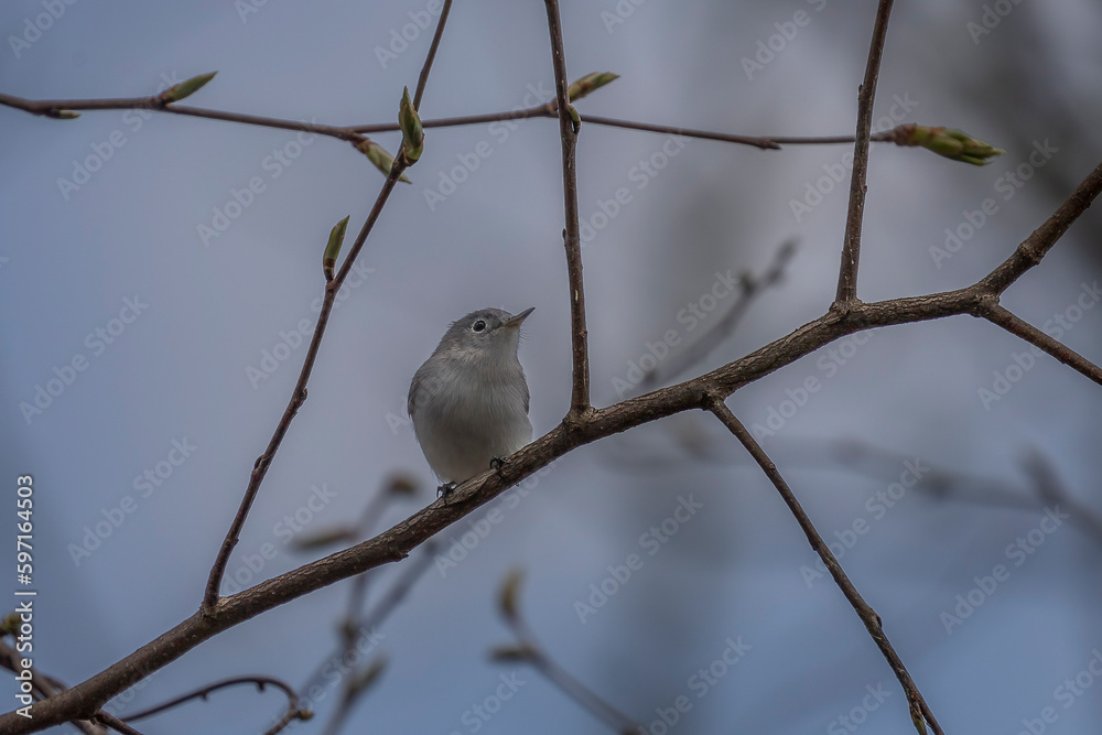 Blue-gray Gnatcatcher perched on a tree branch Blue-gray Gnatcatcher perched on a tree branch