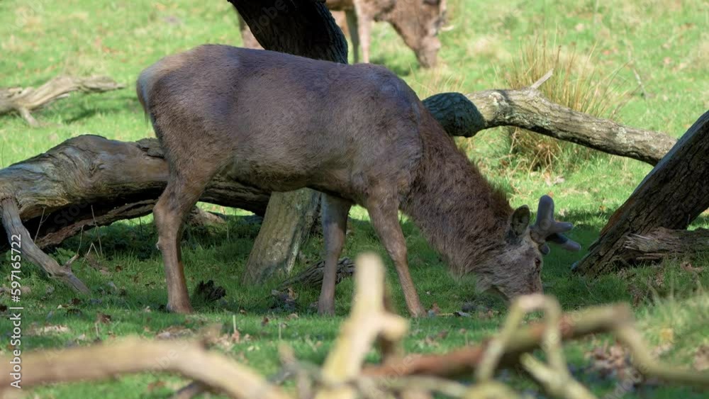 Red Deer looking for food on the woodlands Red Deer looking for food on the woodlands