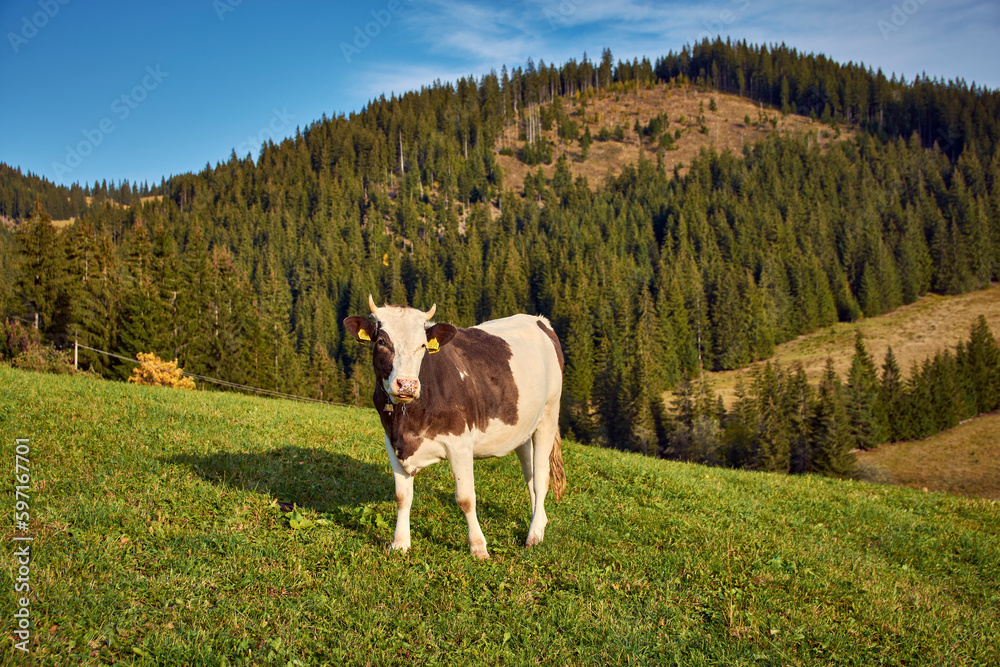 cow on the pasture in the mountain 1