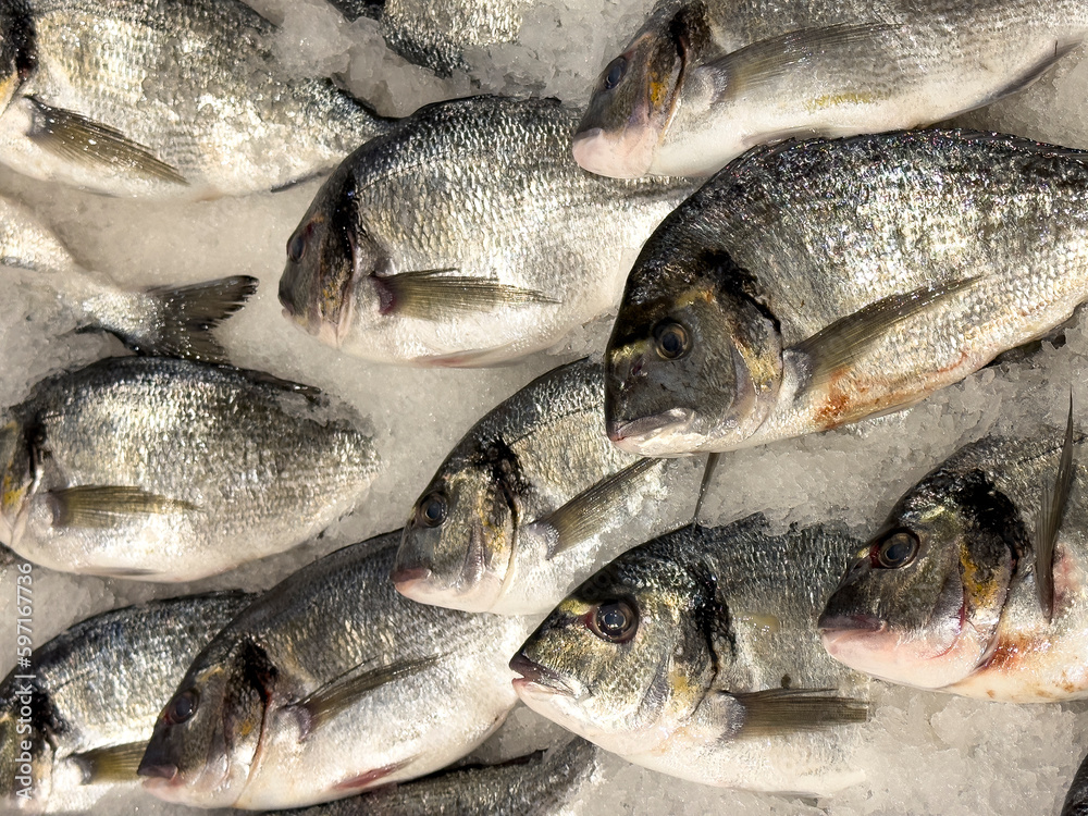 Sea bream. Fresh Gilthead sea bream (Sparus aurata) in ice. Close up