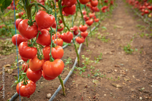 tomatoes ripened in the greenhouse 8 photo