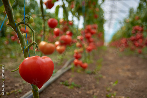 Fotografie tomatoes ripened in the greenhouse 44
