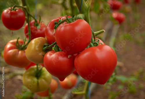 tomatoes ripened in the greenhouse 33