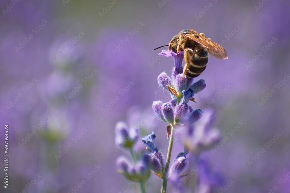 Fototapeta premium bee collecting pollen from lavender flower 2