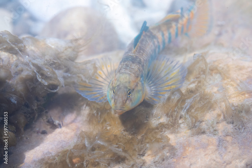 Rainbow darter on river bottom  photo