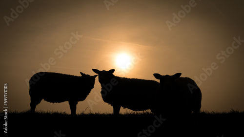 silhouettes of three sheep standing on a dike in front of the sunset in Friesland, the Netherlands