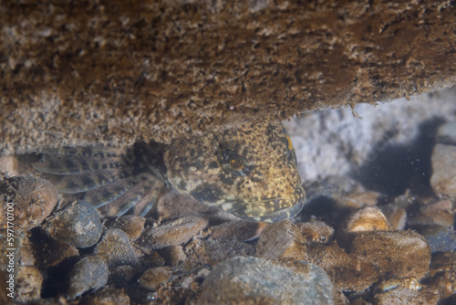 Northern mottled sculpin in river bottom 