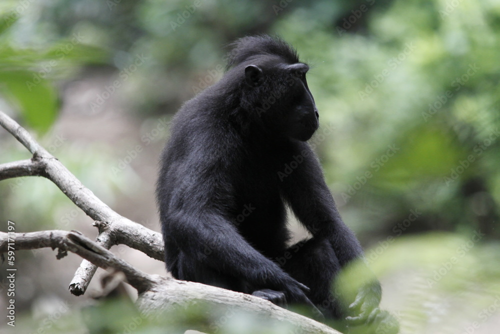 Yaki or Sulawesi Black Monkey (Macaca nigra) with cute and adorable behavior in a conservation area. Yaki or Sulawesi Black Monkey (Macaca nigra) with cute and adorable behavior in a conservation area.