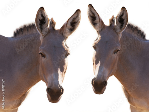 two donkey portrait isolated on white background