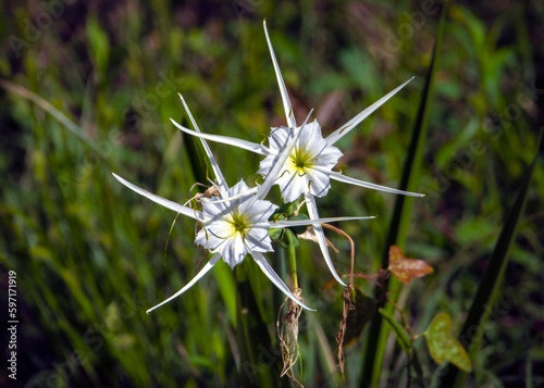 Spring Spiderlily in Clear Creek in Pearland, Texas