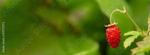 Red Fragaria Or Wild Strawberry. Growing Organic Wild Strawberry. Ripe Berry In Fruit Garden. Panoramic View.