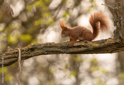 rotes Eichhörnchen auf Ast sitzend © Andre