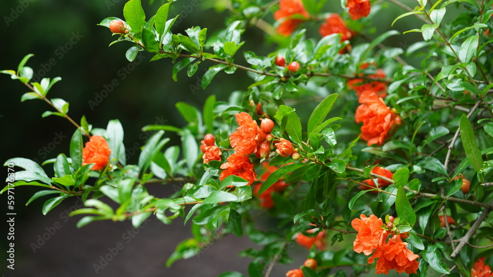 The beautiful flowers blooming in the garden in spring with the warm sunlight The beautiful flowers blooming in the garden in spring with the warm sunlight