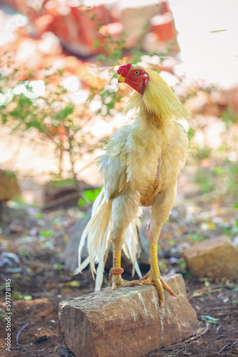 Indian breed fighting rooster or cock in garden photo