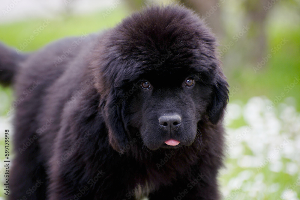 Newfoundland dog breed in an outdoor. Big Rescue dog. Show breed of dog Newfoundland dog breed in an outdoor. Big Rescue dog. Show breed of dog