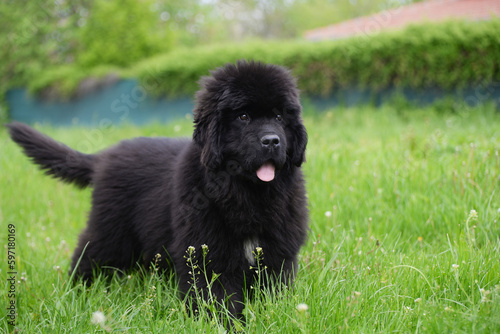 Newfoundland dog breed in an outdoor. Big   Rescue dog. Show breed of dog