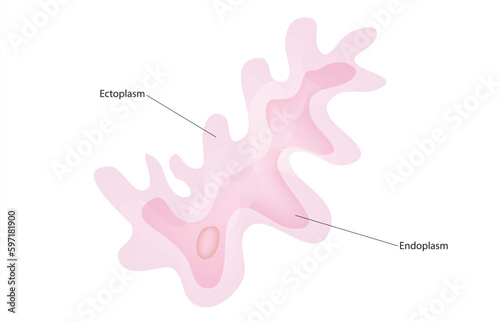 endoplasm and ectoplasm photo