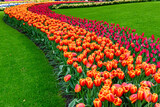 Tulipani e fiori nel Parco Keukenhof, Lisse, Amsterdam, Olanda
