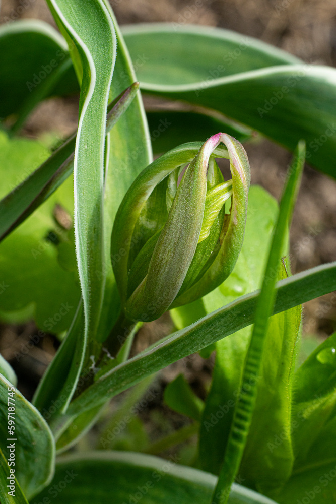 Obraz premium Pterostylis nutans - Nodding Greenhood or Parrot's Beak Orchid