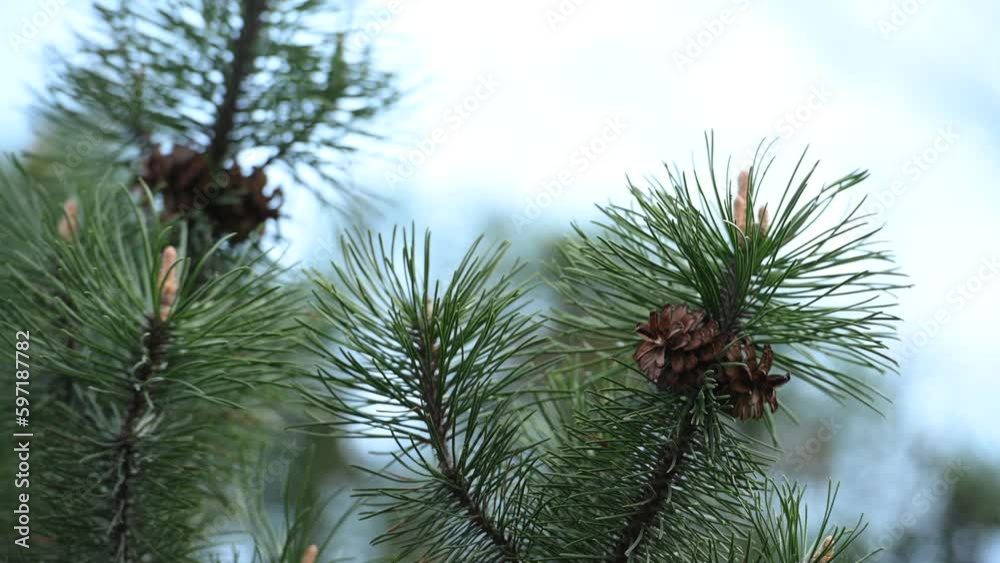 Small pine branches swinging at spring wind Small pine branches swinging at spring wind