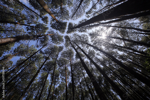 Pine tree forest seen from below with background sky blue in Yogyakarta