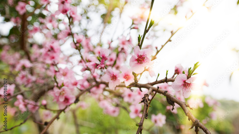 Pink Peach tree flower blossom in the countryside during Spring season