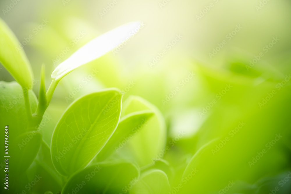 Beautiful nature view of green leaf on blurred greenery background in garden and sunlight with copy space using as background natural green plants landscape, ecology, fresh wallpaper concept. Beautiful nature view of green leaf on blurred greenery background in garden and sunlight with copy space using as background natural green plants landscape, ecology, fresh wallpaper concept.