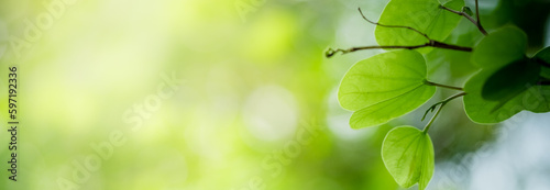 Beautiful nature view of green leaf on blurred greenery background in garden and sunlight with copy space using as background natural green plants landscape, ecology, fresh wallpaper concept.
