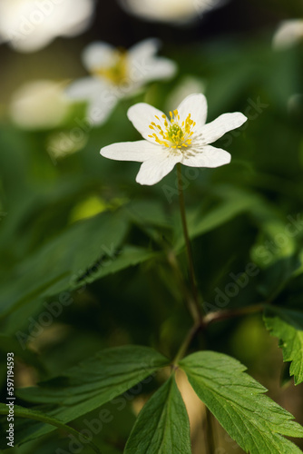 First spring white flowers in the forest © lappoa